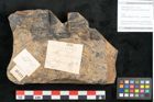Foto (Objekt + Etikett) von Taeniopteris lomariopsis Ettingshausen (NHMW-GEO-2024-0188-10321)